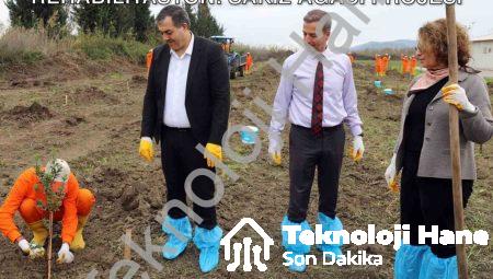 Dalaman’da Tarımsal Kalkınma ve Rehabilitasyon: Sakız Ağacı Projesi