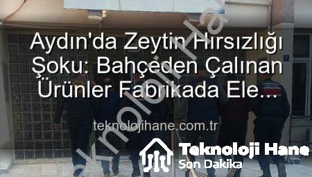 Aydın’da Zeytin Hırsızlığı Şoku: Bahçeden Çalınan Ürünler Fabrikada Ele Geçti!