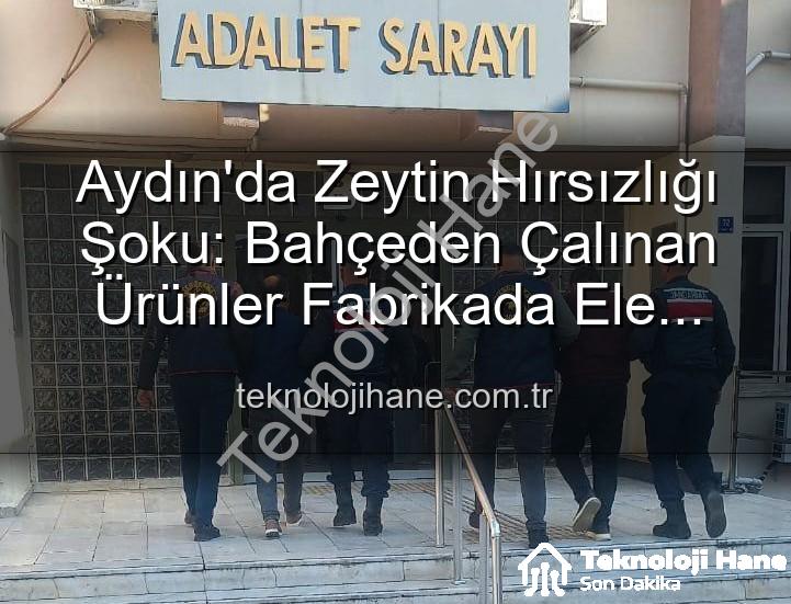 zeytin hırsızlığı - Aydın'da Zeytin Hırsızlığı Şoku: Bahçeden Çalınan Ürünler Fabrikada Ele Geçti!