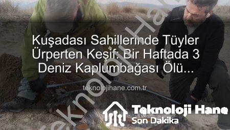 Kuşadası Sahillerinde Tüyler Ürperten Keşif: Bir Haftada 3 Deniz Kaplumbağası Ölü Bulundu!