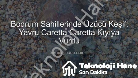 Bodrum Sahillerinde Üzücü Keşif: Yavru Caretta Caretta Kıyıya Vurdu
