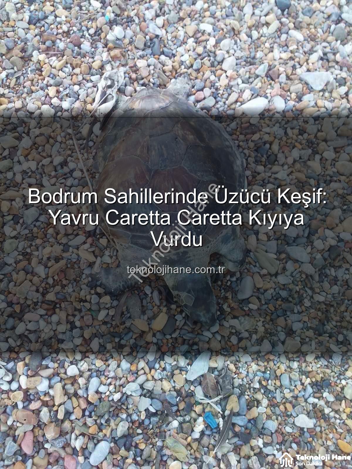 yavru caretta caretta - Bodrum Sahillerinde Üzücü Keşif: Yavru Caretta Caretta Kıyıya Vurdu