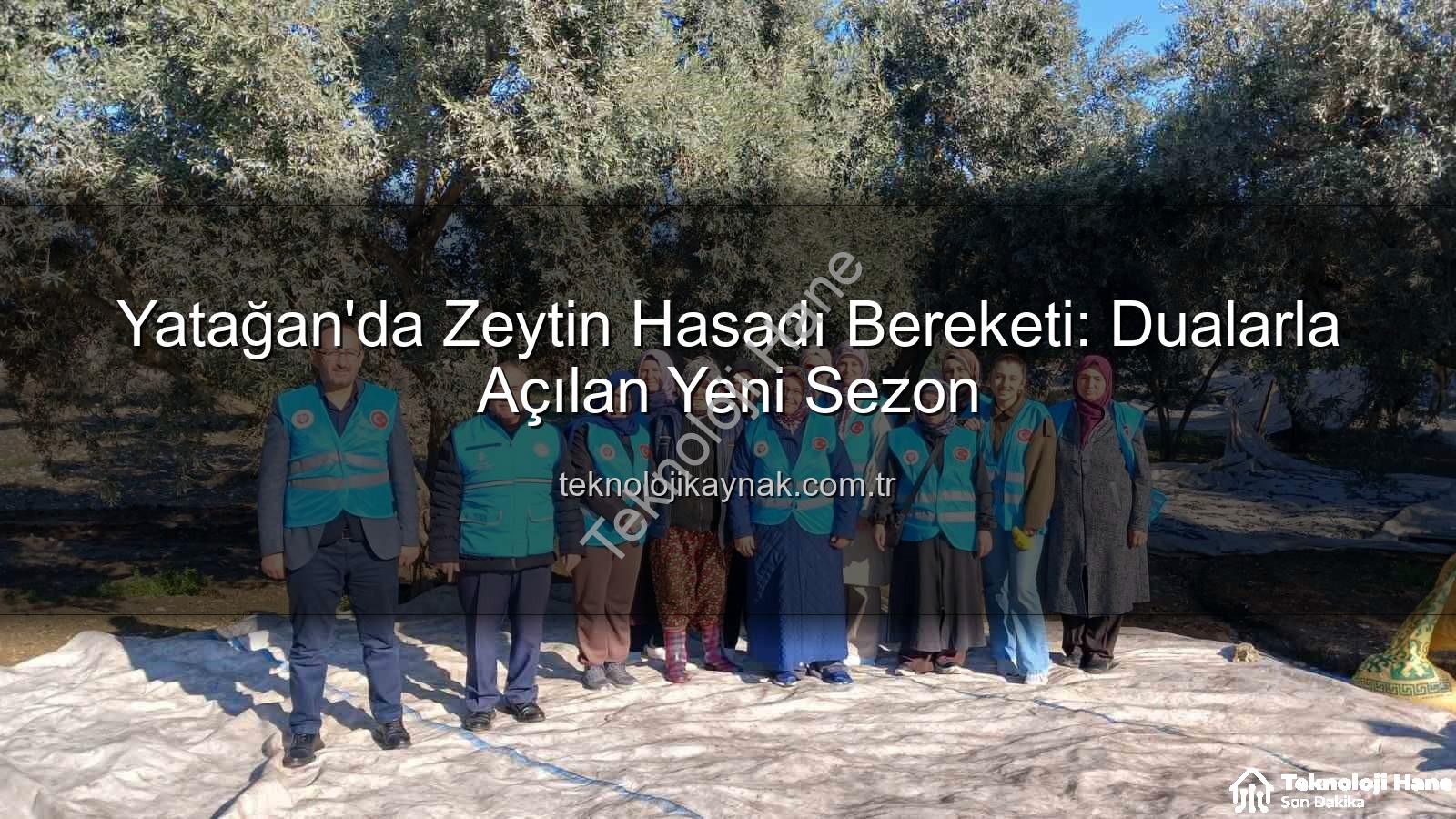Yatağan zeytin hasadı - Yatağan'da Zeytin Hasadı Bereket Duasıyla Başladı: Bölge Ekonomisi İçin Umut Dolu Bir Sezon