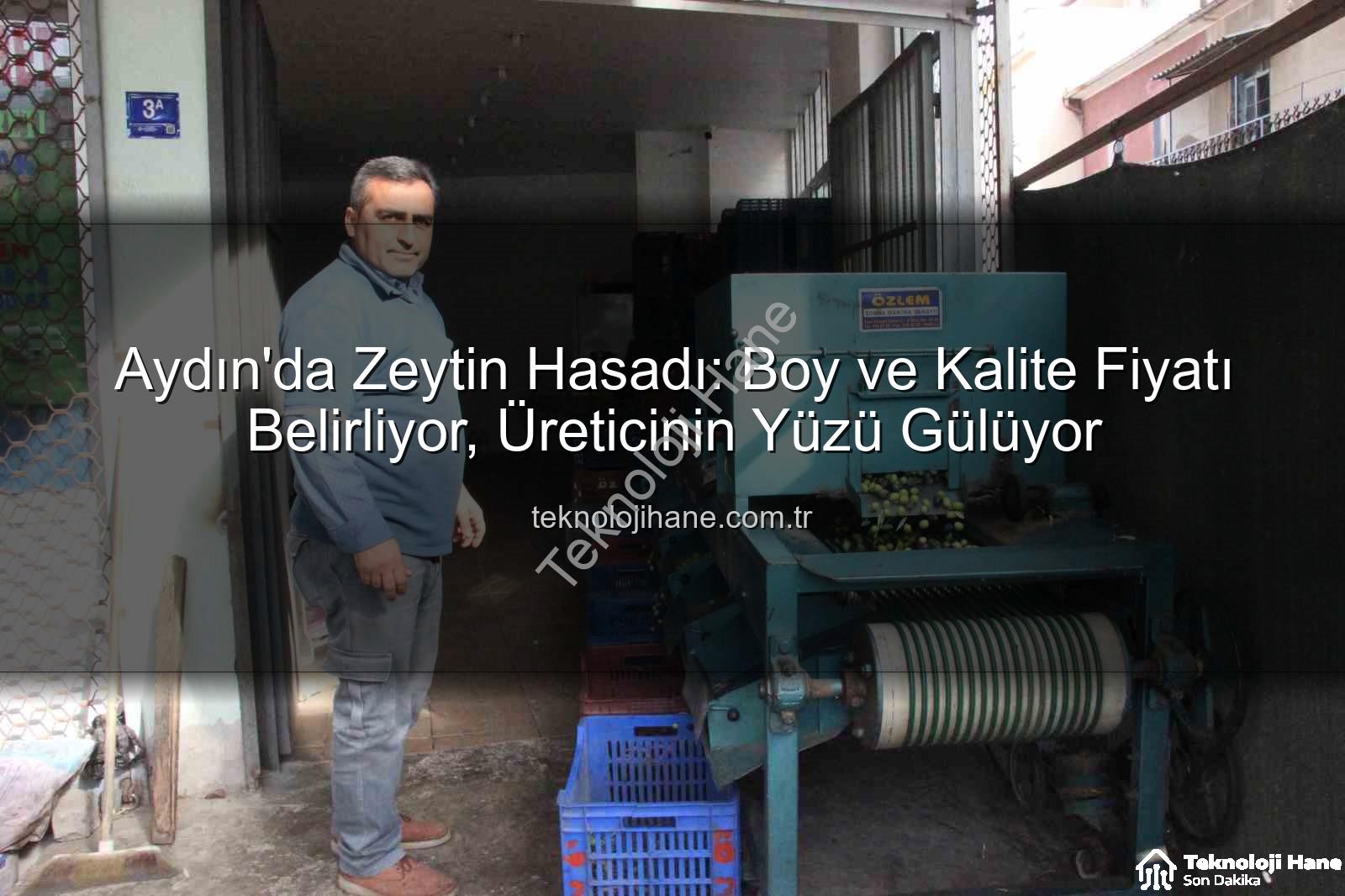 Aydın'da Zeytin Hasadı: Boy ve Kalite Fiyatı Belirliyor, Üreticinin Yüzü Gülüyor