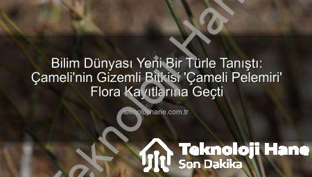 Bilim Dünyası Yeni Bir Türle Tanıştı: Çameli’nin Gizemli Bitkisi ‘Çameli Pelemiri’ Flora Kayıtlarına Geçti