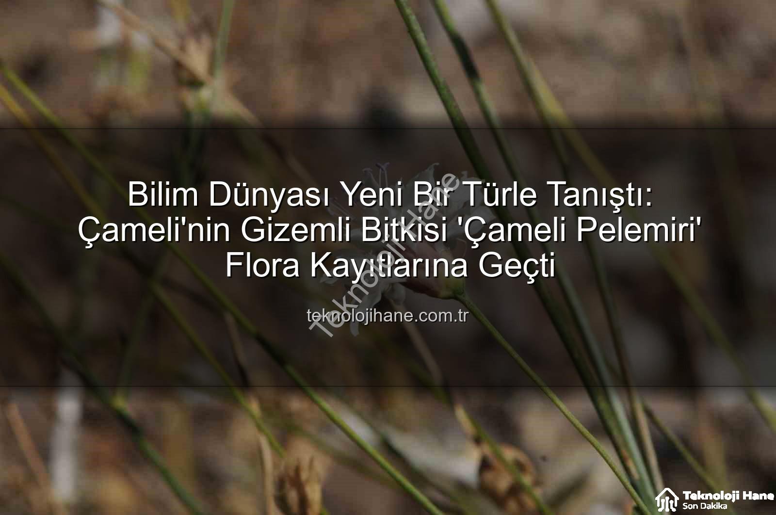 Çameli pelemiri - Bilim Dünyası Yeni Bir Türle Tanıştı: Çameli'nin Gizemli Bitkisi 'Çameli Pelemiri' Flora Kayıtlarına Geçti