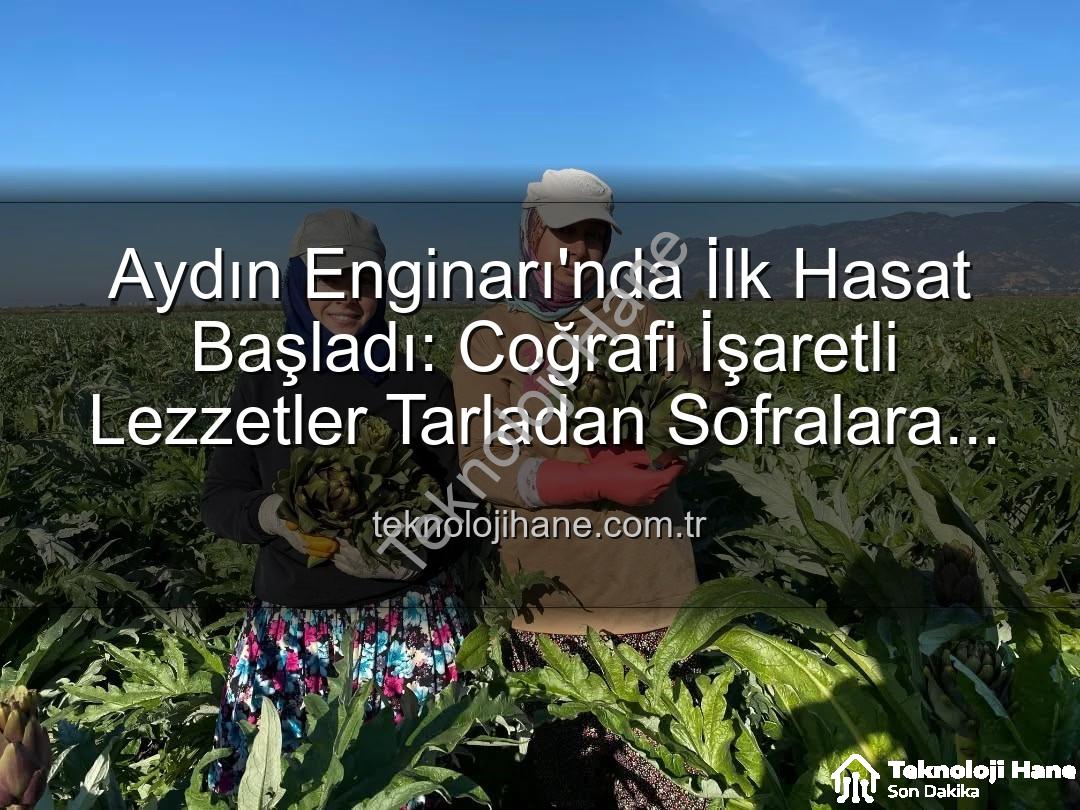 Aydın Enginarı - Aydın Enginarı'nda İlk Hasat Başladı: Coğrafi İşaretli Lezzetler Tarladan Sofralara Yolculukta