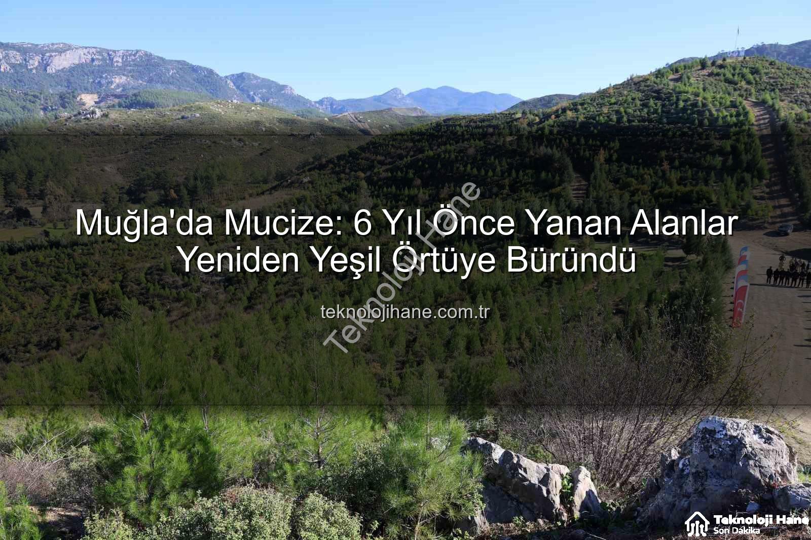 ağaçlandırma çalışmaları - Muğla'da Mucize: 6 Yıl Önce Yanan Alanlar Yeniden Yeşil Örtüye Büründü