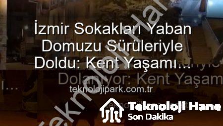 İzmir Sokakları Yaban Domuzu Sürüleriyle Dolanıyor: Kent Yaşamı ve Vahşi Doğanın Kesişim Noktası