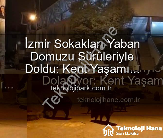 yaban domuzu izmir - İzmir Sokakları Yaban Domuzu Sürüleriyle Dolanıyor: Kent Yaşamı ve Vahşi Doğanın Kesişim Noktası